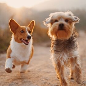 chiens qui courent pour les produits vétérinaires